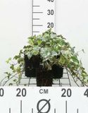 GRDplanten Groendecor Tuinarchitectuur 12x Bontbladige Klimop - Hedera helix 'Glacier' | 9x9 cm pot