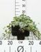 GRDplanten Groendecor Tuinarchitectuur 12x Bontbladige Klimop - Hedera helix 'Glacier' | 9x9 cm pot