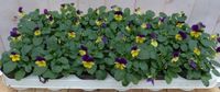 Warentuin Natuurlijk Bosviolen geel/paars 18 stuks