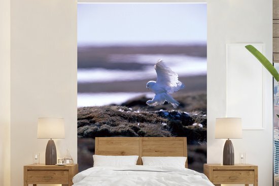 Nr1Wallpaper Behang - Fotobehang Sneeuwuil landt op het strand - Breedte 170 cm x hoogte 260 cm