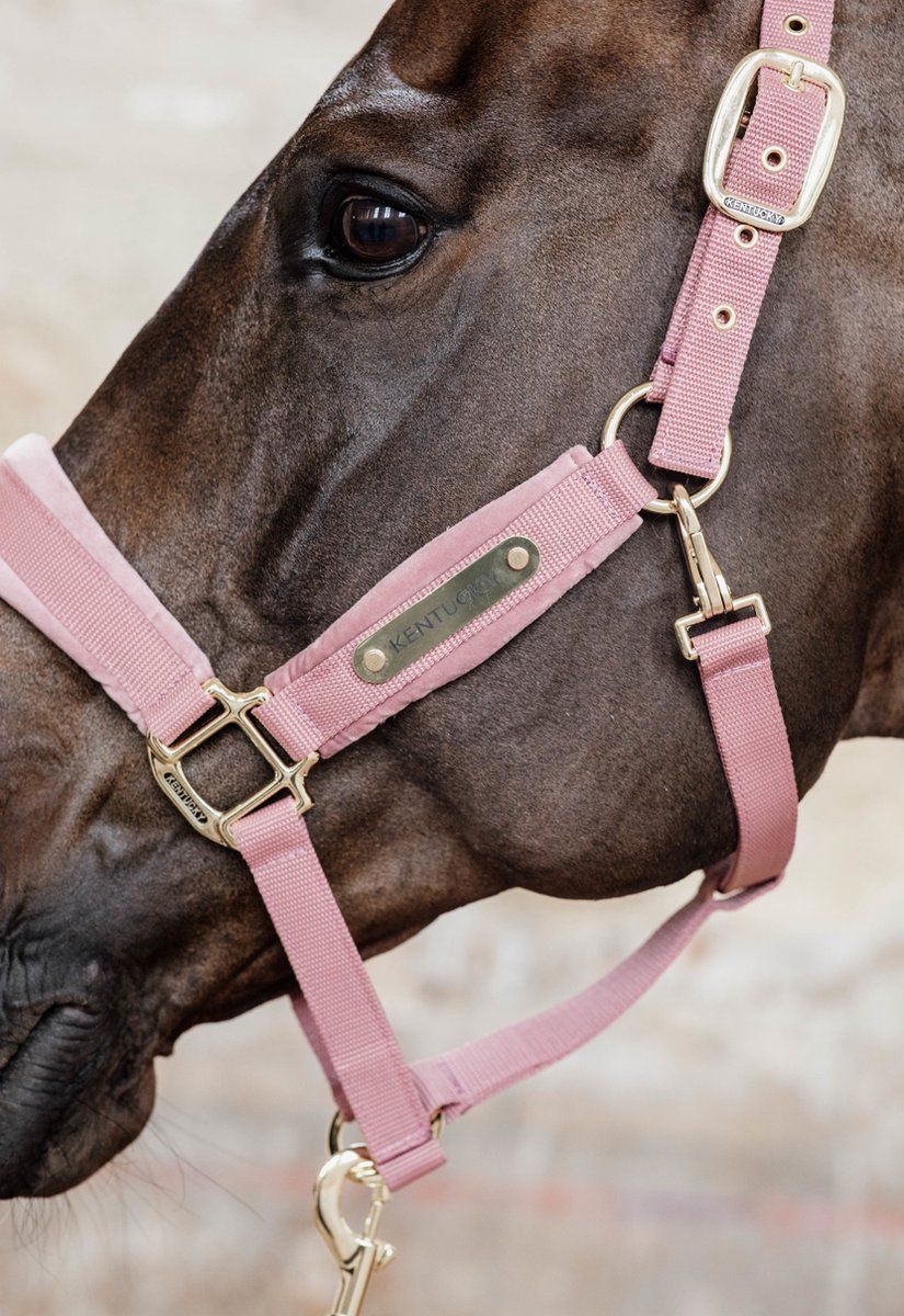Kentucky Velvet Halster Oud Roze Cob
