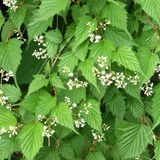 Arborix Stephanandra Grote kransspirea 30-40 cm in pot