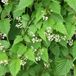 Arborix Stephanandra Grote kransspirea 30-40 cm in pot