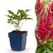 Green boutiQ Astilbe Fanal Pluimspirea - Rood - 3 Planten