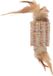Speelgoed Flamingo Speelgoed Texu Rol Bruin