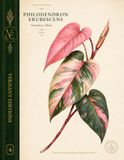 Verdant Editions No. 4: Philodendron erubescens 'Strawberry Shake' Botanical Journal
