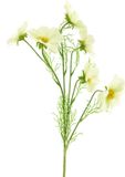 Easyplants Kunstbloem Cosmos Bibi 77 cm crème