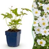 Plantenboetiek.nl | Anemone hybr. Hon. Jobert - Herfst Anemoon - Schaduw - Wit - 6 Planten - Ø11cm - 15-25cm hoog - Tuinplant