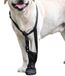 Protection de patte avant pour chien - Sangles réglables - Noir - XL