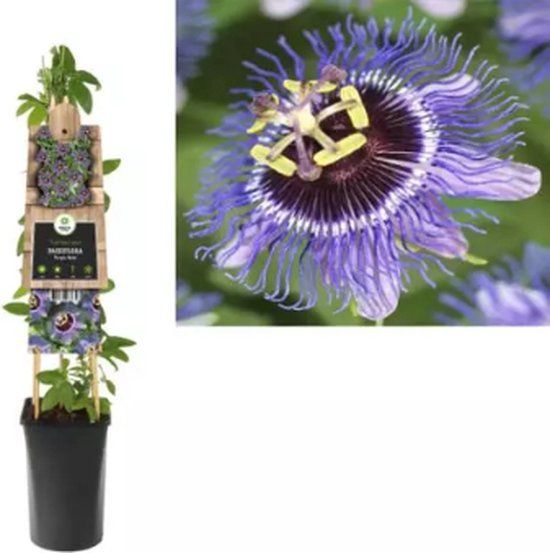 Van der Starre KLIMPLANT PASSIFLORA PURPLE RAIN - PAARSE PASSIEBLOEM