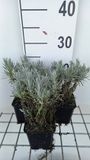 GRDplanten Groendecor Tuinarchitectuur 6x Lavandel - Lavandula int. 'Grappenhall' | 9x9 cm pot