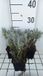 GRDplanten Groendecor Tuinarchitectuur 6x Lavandel - Lavandula int. 'Grappenhall' | 9x9 cm pot