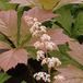 Rodgersia Pinnata 'Braunlaub' - Schout-Bij-Nacht pot 9x9cm