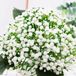Goodivery Fleurs artificielles Gypsophila Lot de 6