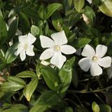 GP Vinca 50 x Witte Maagdenpalm - Populaire Bodembedekker Wintergroen - Vinca minor 'Alba' in 9x9cm pot met hoogte 5-10cm
