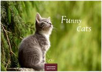 Funny Casares Fine Art Edition Funny Cats Kalender 2027 - Wandkalender | Fotokalender Tierkalender 35x50cm - Witziger Katzenkalender