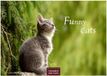 Funny Casares Fine Art Edition Funny Cats Kalender 2027 - Wandkalender | Fotokalender Tierkalender 35x50cm - Witziger Katzenkalender