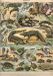 Grafika Puzzle Illustration du Nouveau Larousse Illustré : Reptiles, 1897-1904 - 1000 pièces