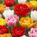 Green boutiQ - 30x Tulipa Double mix - Mélange de tulipes doubles - Divers - Floraison printanière - Calibre du bulbe 11/13