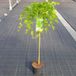 Plantenwinkel.nl Japanse esdoorn Ryusen op stam 90 cm
