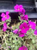 GRDplanten Groendecor Tuinarchitectuur 6x Blauwkussen - Aubrieta hybr. 'Cascade Red' | 9x9 cm pot