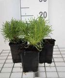 GRDplanten Heiligenbloem 6x Santolina rosmarinifolia (virens/viridis) | 9x9 cm pot