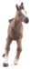 Schleich Anglo-Arabian poulain figurine