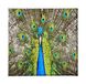 Homemania Afbeelding Peacock dieren, voor woonkamer, slaapkamer, meerkleurig van polyester, hout, 60 x 3 x 60 cm