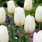 Green boutiQ - 60x Tulipa Triumph White