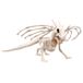Boland 72405 Drakenskelet, 37 cm, beweegbare mond