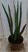 Warentuin Natuurlijk Vrouwentong Kirkii Sansevieria 50 cm kamerplant Dracaena