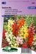 Sluis Garden Leeuwenbek Rainbow mix, halfhoog