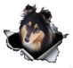 Autocollant 3D amusant pour voiture avec un chien de berger écossais, en PVC imperméable