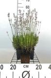 GRDplanten Groendecor Tuinarchitectuur 6x Lavandel - Lavandula ang. 'Rosea' | 9x9 cm pot