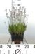 GRDplanten Groendecor Tuinarchitectuur 6x Lavandel - Lavandula ang. 'Rosea' | 9x9 cm pot