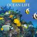 Red Robin Ocean Life Kalender 2027