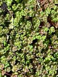 GRDplanten Groendecor Tuinarchitectuur 6x Vetkruid - Sedum Oreganum | 9x9 cm pot