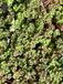 GRDplanten Groendecor Tuinarchitectuur 6x Vetkruid - Sedum Oreganum | 9x9 cm pot