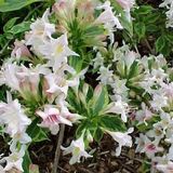 Arborix Weigela Weigela 'Nana Variegata' - 30-40 cm in pot