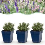Green boutiQ Lavandula Tricolour - Lavendel - 12 Planten