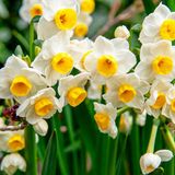 Merkloos / Sans marque Dutch Bulbs B.V. Narcissen Bloembollen Winterhard - Avalanche - 25 stuks - Geel & Wit