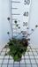 Groendecor Tuinarchitectuur 6x Scabieuse - Scabiosa col. 'Nana' | pot de 9x9 cm