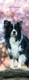 Magnet & Steel Border Collie Kalender 2027 Slimline Wandkalender