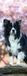 Magnet & Steel Border Collie Kalender 2027 Slimline Wandkalender
