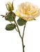 Top Art Roos Little Joy - Geel - 38 cm