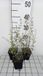 Groendecor Tuinarchitectuur 6x Calamintha nep. 'Weisser Riese' | pot 9x9 cm