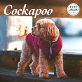 Magnet & Steel Cockapoo Kalender 2027 Deluxe Wandkalender