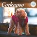 Magnet & Steel Cockapoo Kalender 2027 Deluxe Wandkalender