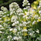 Arborix 6 x Centranthus Ruber 'Albus' - Witte Valeriaan pot 9x9cm
