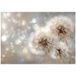 WALLARENA - Papier peint - 150x105 cm - pissenlits abstraits